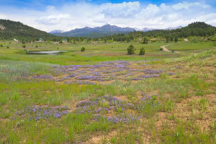 Purple wildflowers in the meadow with a pond and the San Juan Mountains beyond