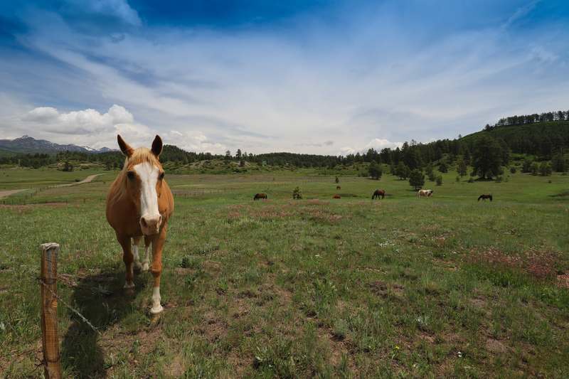 Palomino horse at the fence with more horses grazing in the meadow and mountains behind